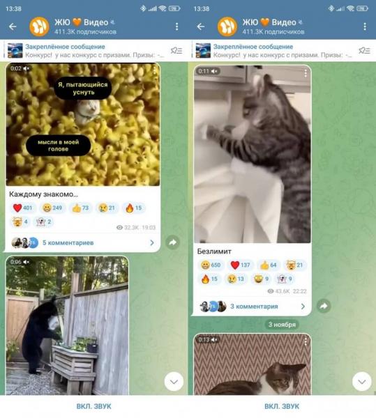 Смешные видео с животными в Telegram. Не показывайте эти видео домашнему питомцу, а то еще подумает, что он не самый глупый. Смешные видео с животными в Telegram. Не показывайте эти видео домашнему питомцу, а то еще подумает, что он не самый глупый. Фото.