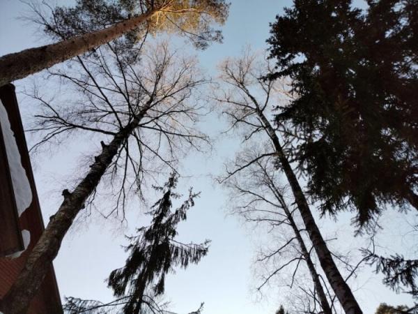 Как снимают realme и Redmi. Основная камера realme C67. Фото.