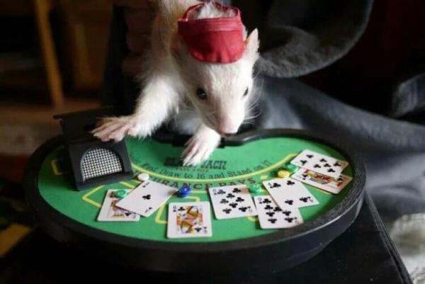 Как выводить деньги из Hamster Kombat. Многие хомяки потеряют деньги, не заработав ни рубля. Фото.